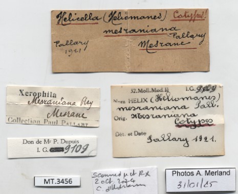 BE-RBINS-INV-MT-3456-Xerophila-mesraniana-st-label.jpg