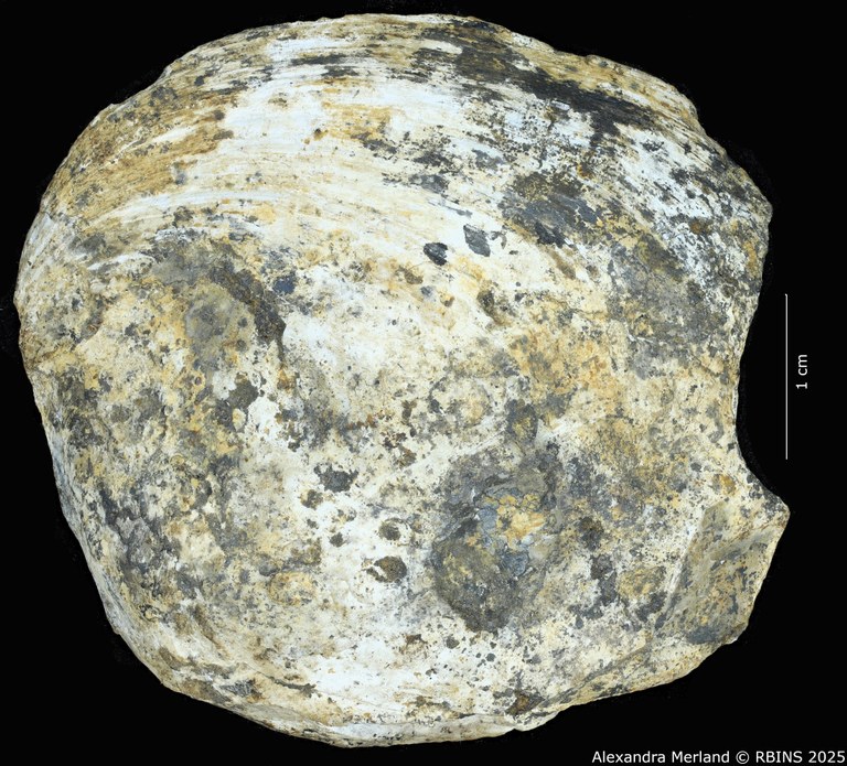 BE-RBINS-INV-MT-4290-Pseudodiplodon-sengae-pt-D.jpg BE-RBINS-INV-MT-4290-Pseudodiplodon-sengae-pt-D.jpg