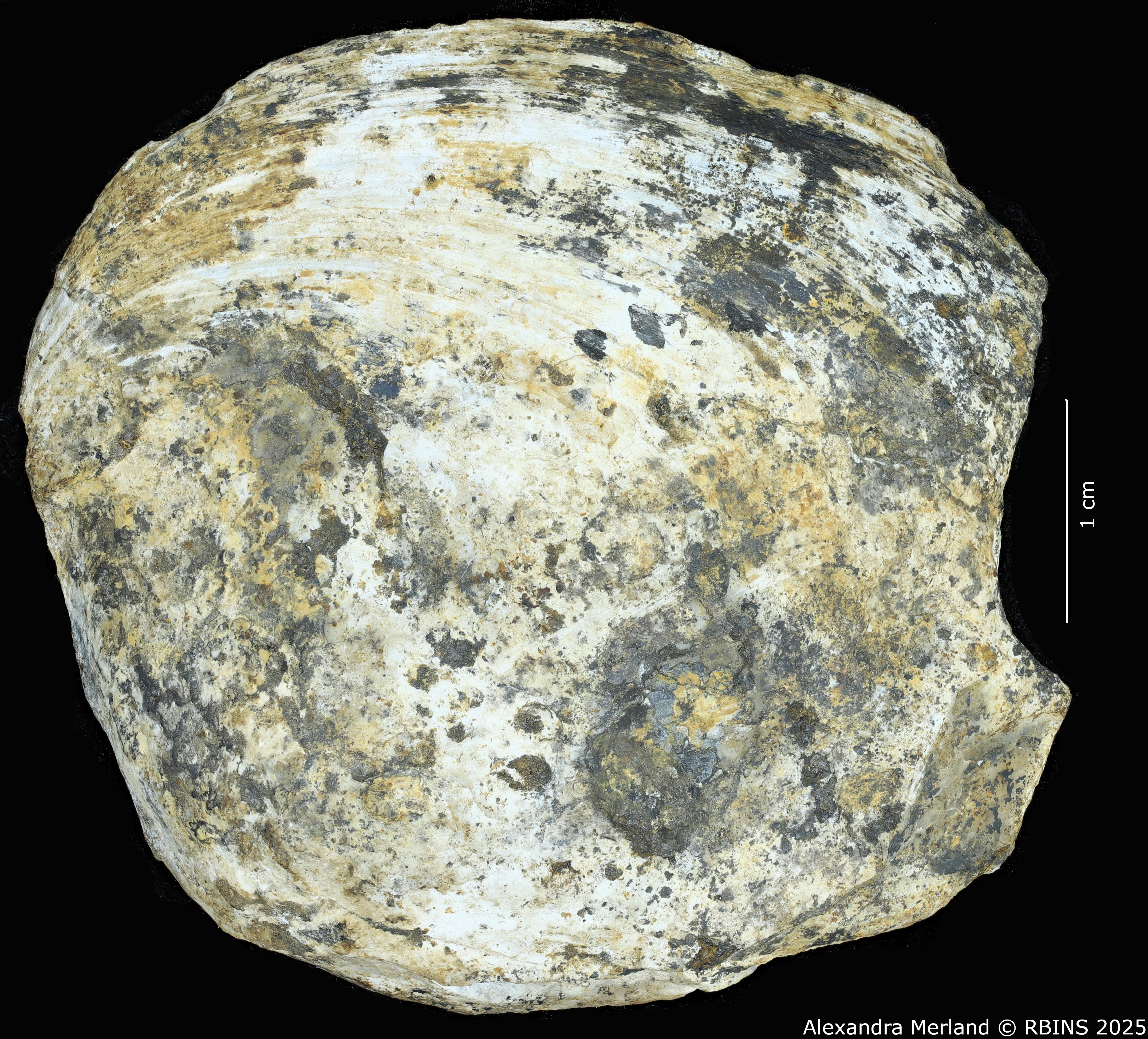 BE-RBINS-INV-MT-4290-Pseudodiplodon-sengae-pt-D.jpg