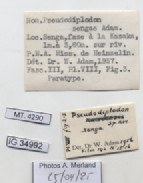 BE-RBINS-INV-MT-4290-Pseudodiplodon-sengae-pt-label.jpg BE-RBINS-INV-MT-4290-Pseudodiplodon-sengae-pt-label.jpg