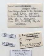 BE-RBINS-INV-MT-4290-Pseudodiplodon-sengae-pt-label.jpg