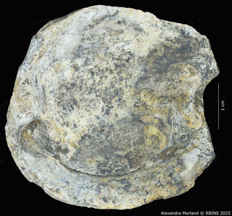 BE-RBINS-INV-MT-4290-Pseudodiplodon-sengae-pt-V.jpg BE-RBINS-INV-MT-4290-Pseudodiplodon-sengae-pt-V.jpg