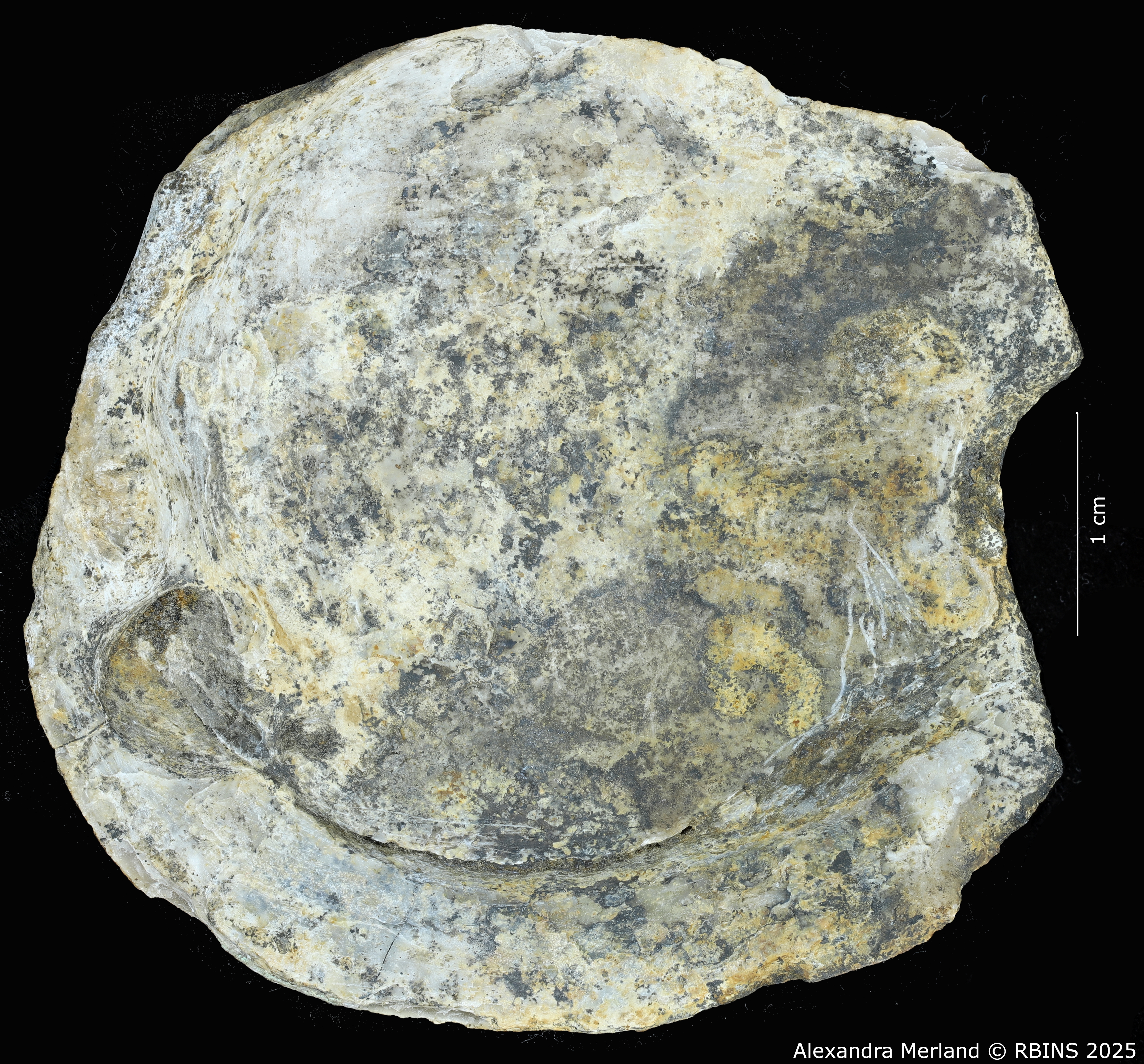 BE-RBINS-INV-MT-4290-Pseudodiplodon-sengae-pt-V.jpg