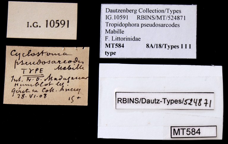 BE-RBINS-INV TYPE MT 584 Cyclostoma sarcodes LABELS.jpg