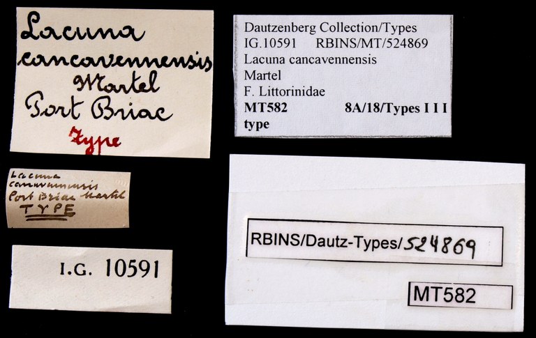 BE-RBINS-INV TYPE MT 582 Lacuna cancavennensis LABELS.jpg