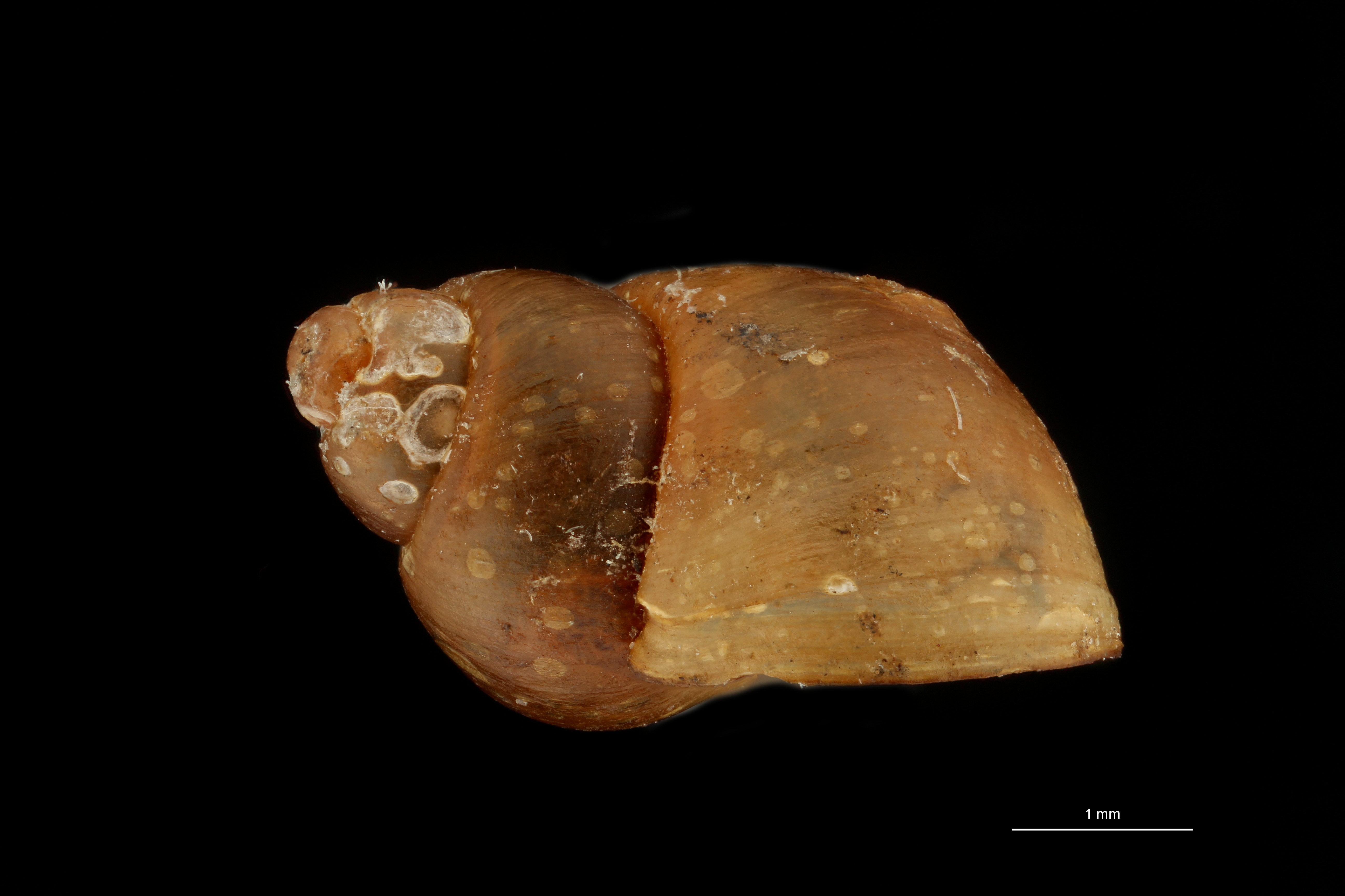 BE-RBINS-INV HOLOTYPE MT 195 Laevilitorina latior LATERAL ZS DMap Scaled.jpg