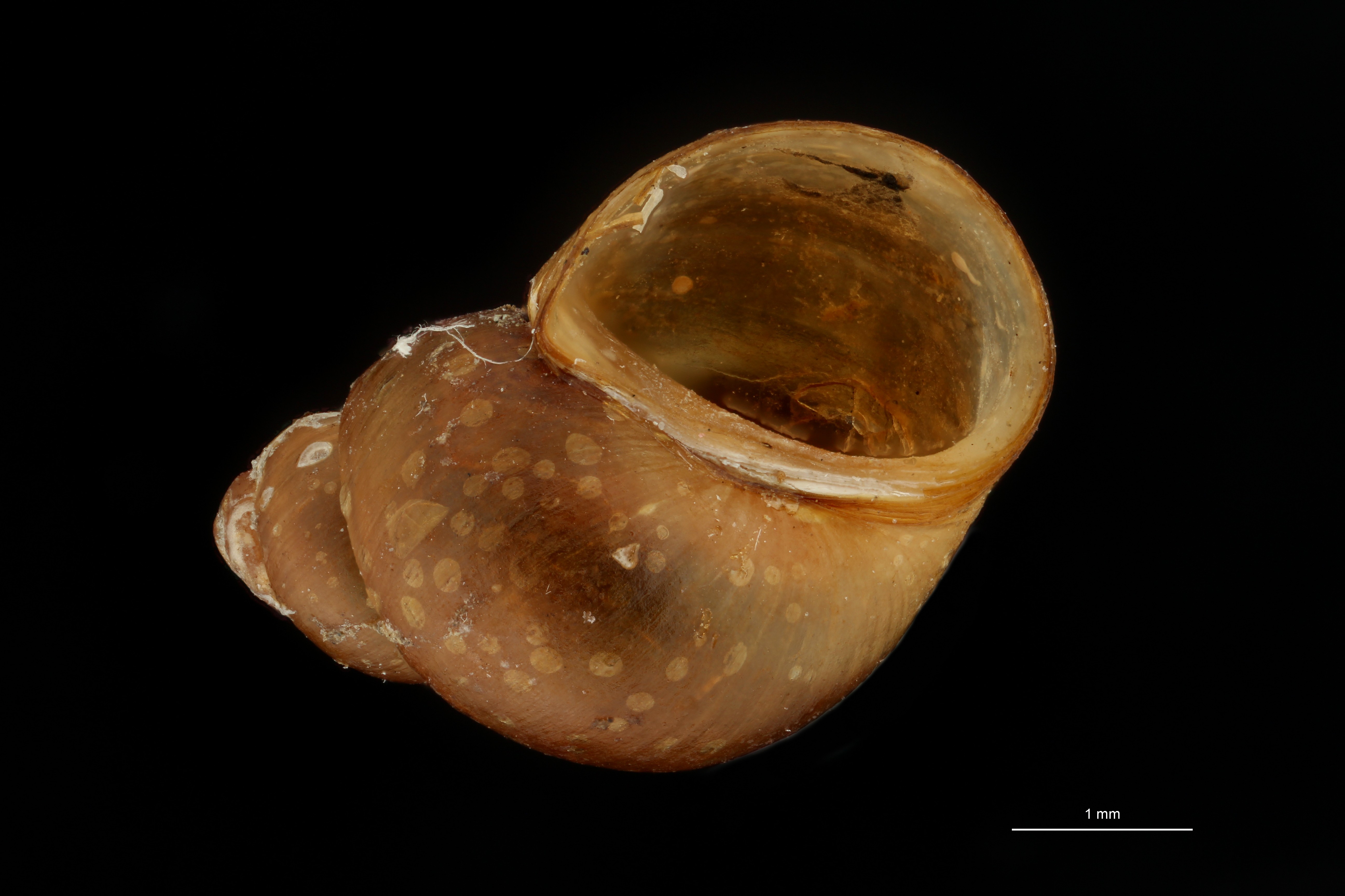 BE-RBINS-INV HOLOTYPE MT 195 Laevilitorina latior VENTRAL ZS DMap Scaled.jpg