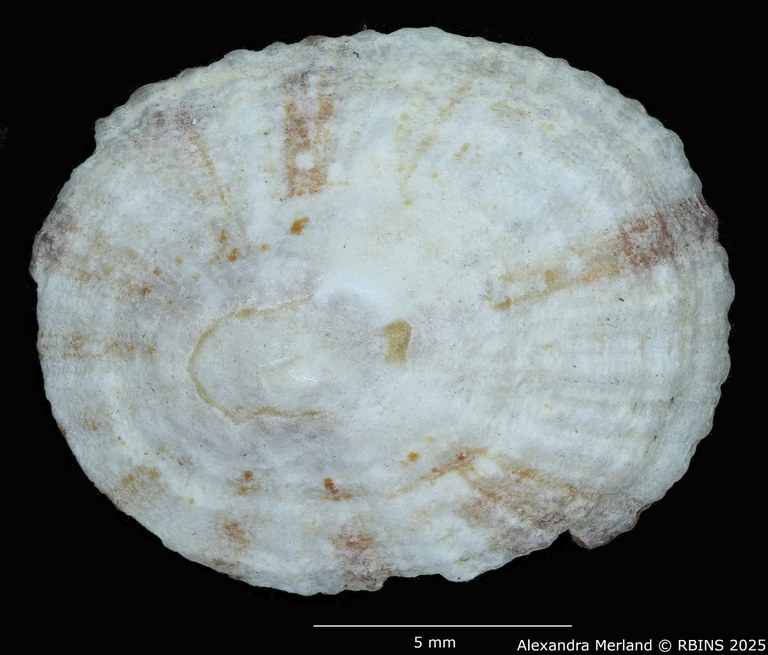 BE-RBINS-INV-MT-225-Patelloida-profunda-omanensis-pt-D.jpg BE-RBINS-INV-MT-225-Patelloida-profunda-omanensis-pt-D.jpg