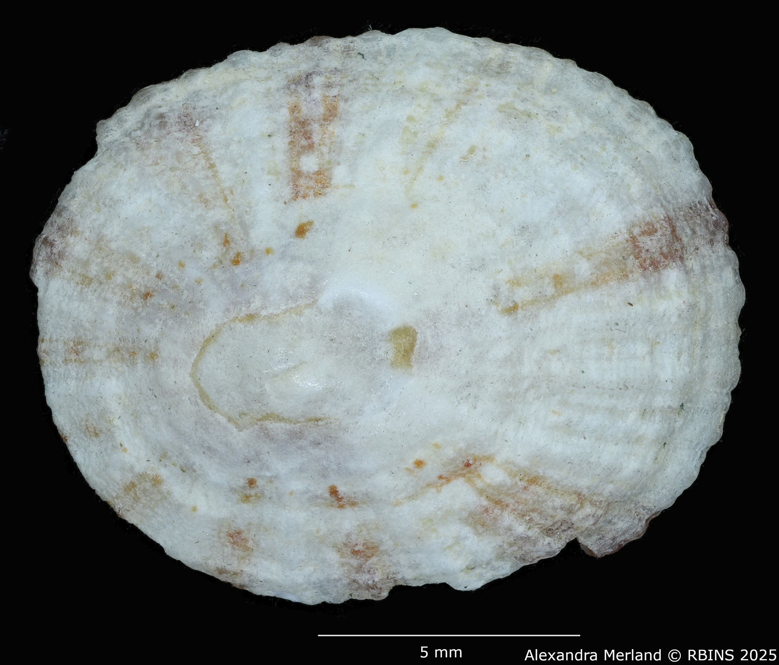 BE-RBINS-INV-MT-225-Patelloida-profunda-omanensis-pt-D.jpg