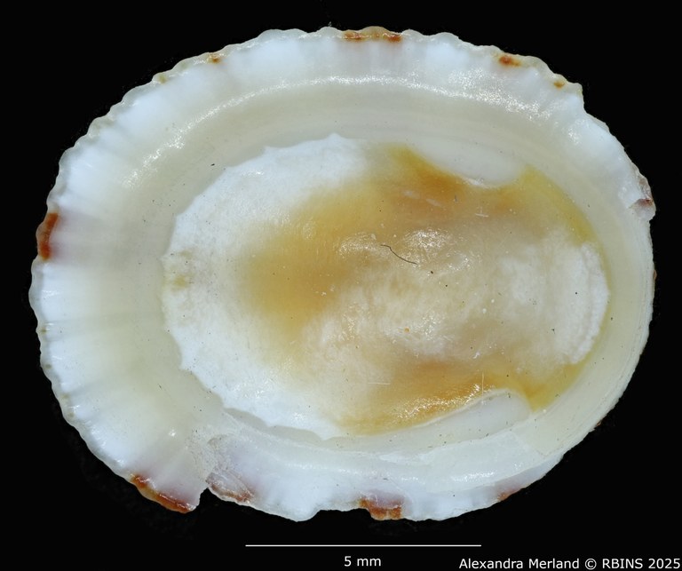 BE-RBINS-INV-MT-225-Patelloida-profunda-omanensis-pt-V.jpg BE-RBINS-INV-MT-225-Patelloida-profunda-omanensis-pt-V.jpg
