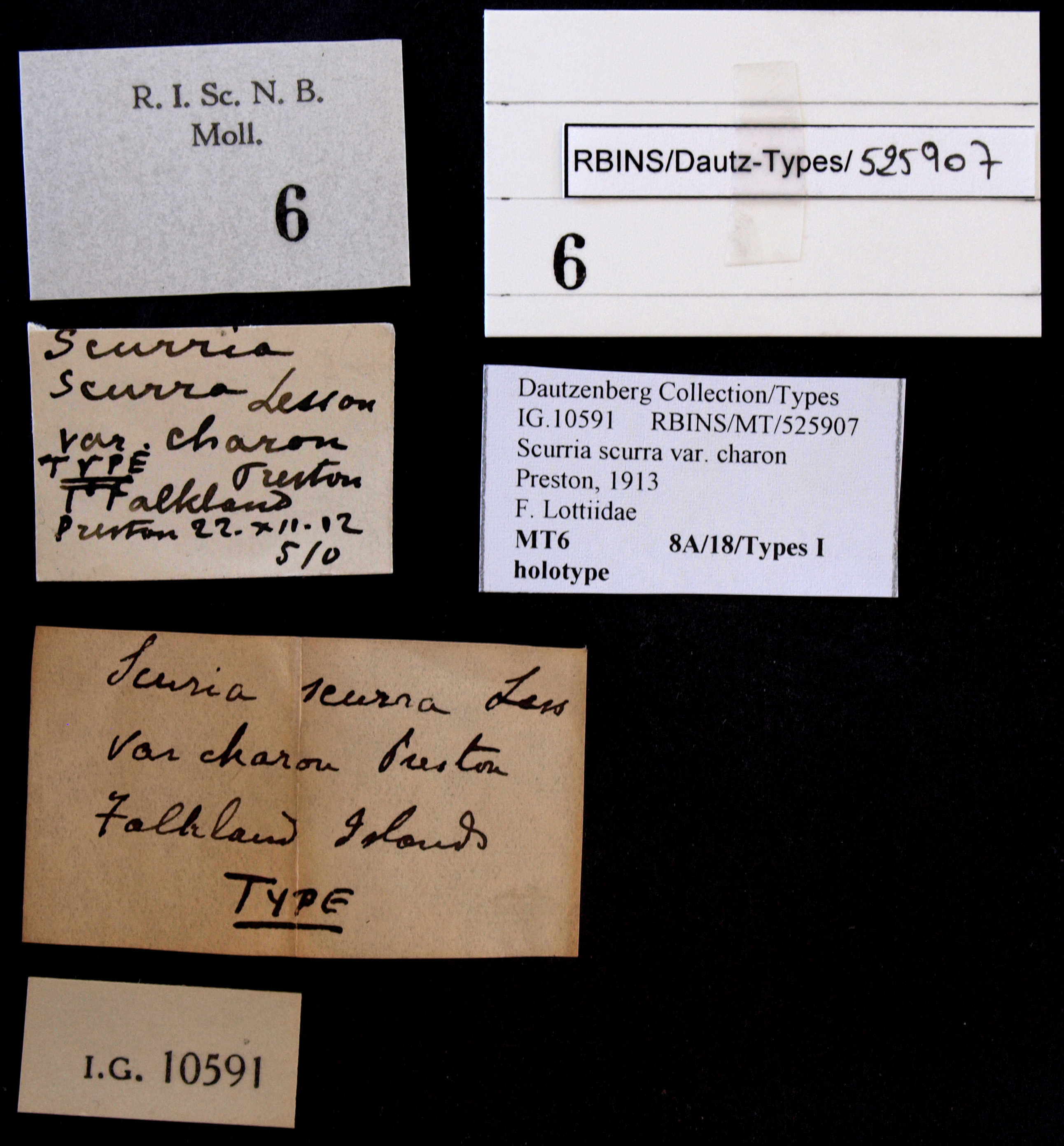 BE-RBINS-INV HOLOTYPE MT 6 Scurria scurra var. charon LABELS.jpg