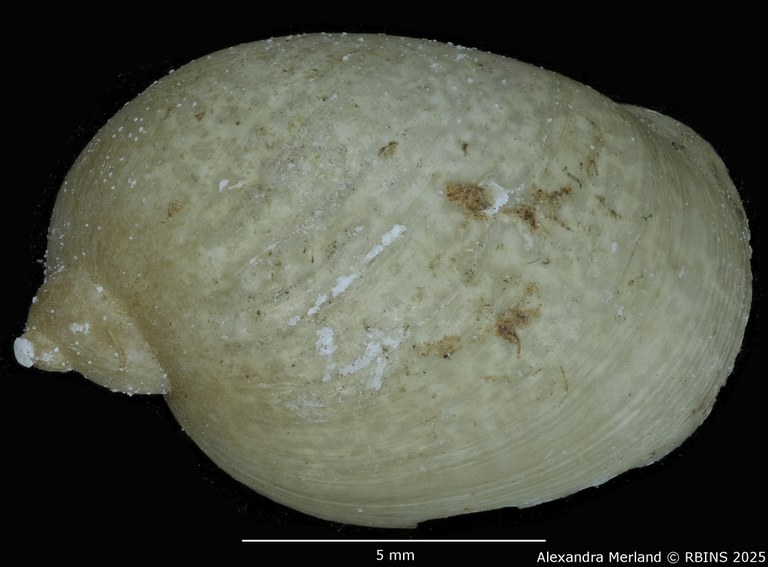 BE-RBINS-INV-MT-3769-Limnaea-humerosa-st-D.jpg