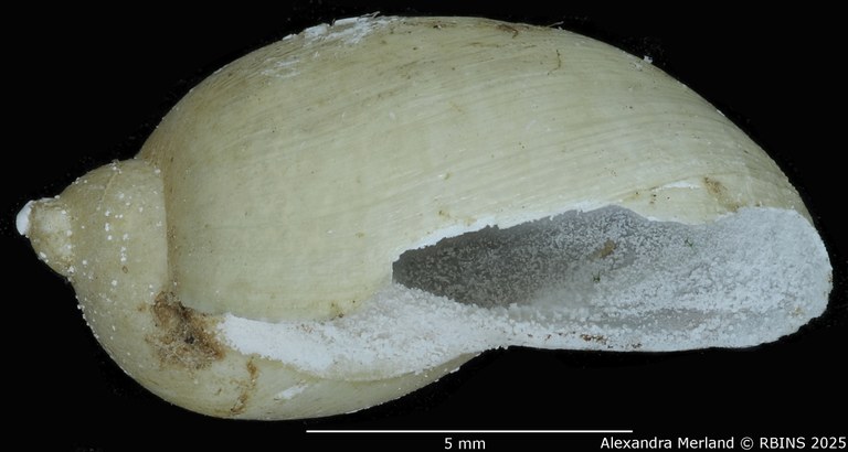 BE-RBINS-INV-MT-3769-Limnaea-humerosa-st-L.jpg