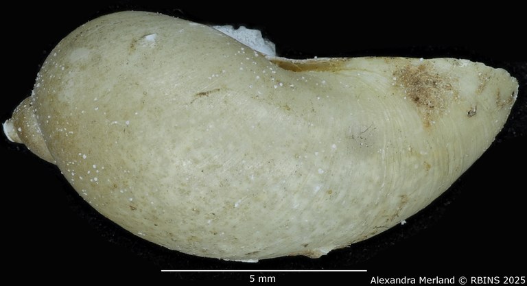 BE-RBINS-INV-MT-3769-Limnaea-humerosa-st-L2.jpg
