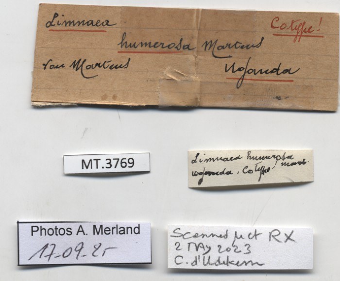 BE-RBINS-INV-MT-3769-Limnaea-humerosa-st-label.jpg