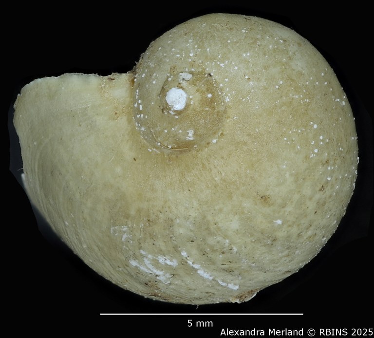 BE-RBINS-INV-MT-3769-Limnaea-humerosa-st-Top.jpg