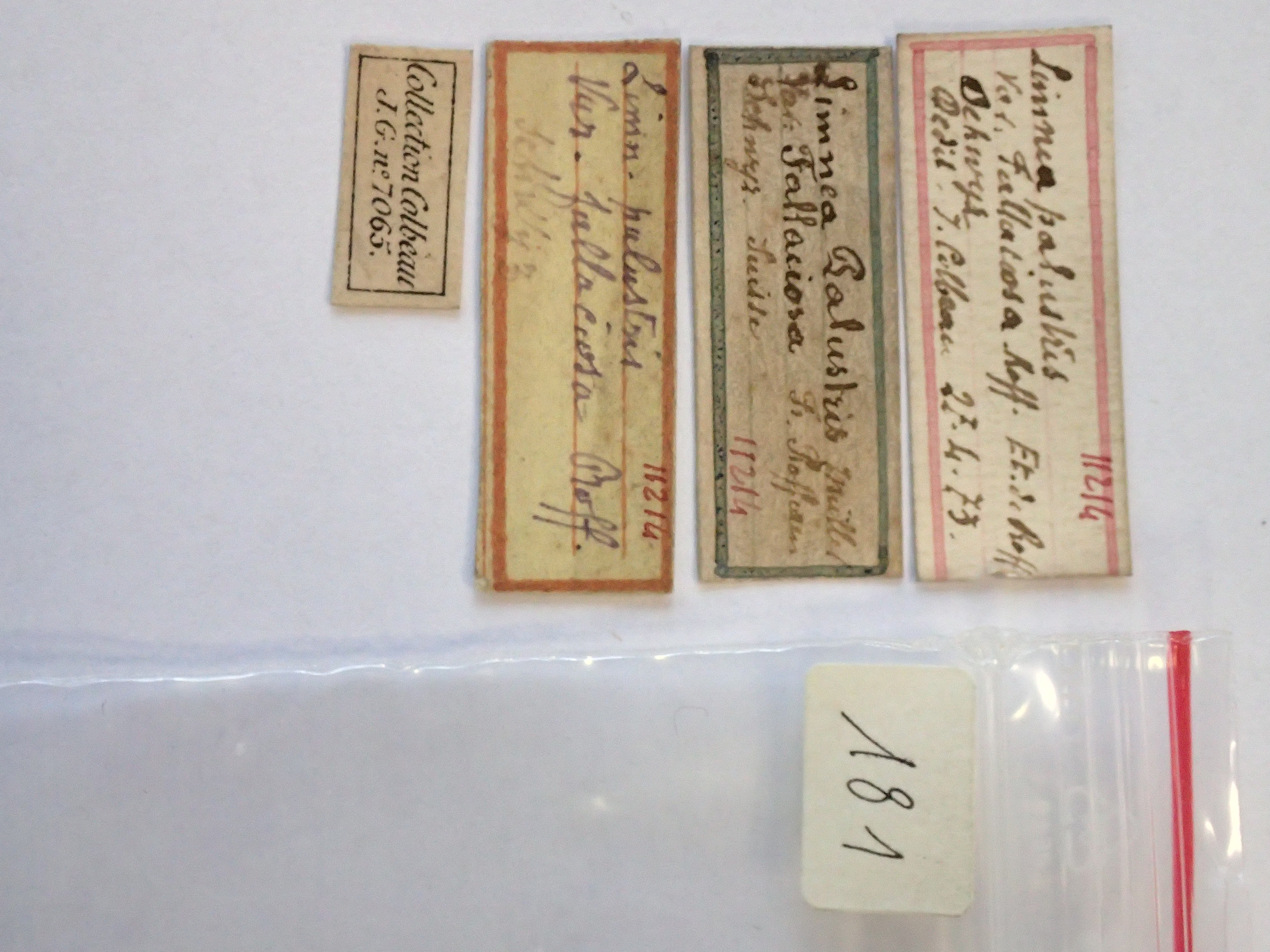 BE-RBINS-INV-HIST-181-Limnaea-palustris-fallaciosa-nt-LABELS.jpg