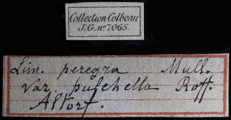 BE-RBINS-INV-MT-4173-Limnaea-peregrina-pulchella-st-LABELS.jpg