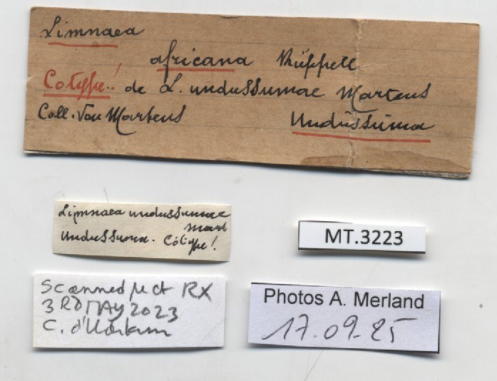 BE-RBINS-INV-MT-3223-Limnaea-undussumae-st-label.jpg