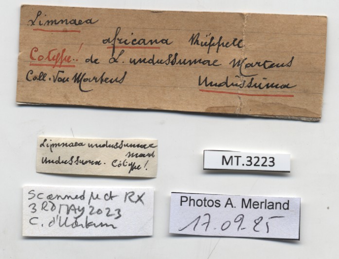 BE-RBINS-INV-MT-3223-Limnaea-undussumae-st-label.jpg