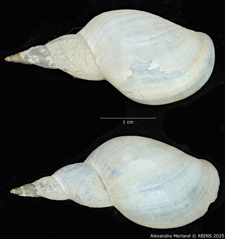 BE-RBINS-INV-MT-3771-Lymnaea-stagnalis-wasatchensis-pt-D.jpg