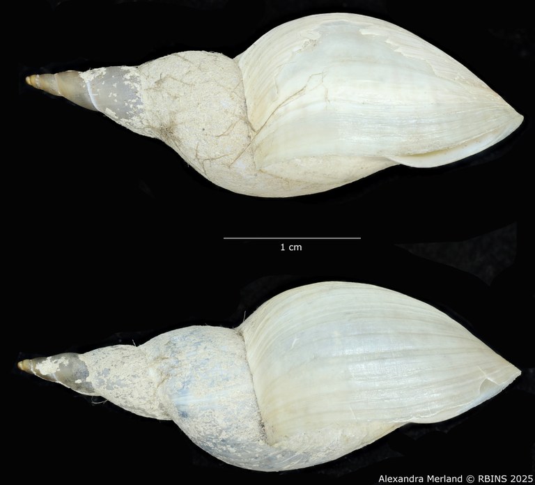 BE-RBINS-INV-MT-3771-Lymnaea-stagnalis-wasatchensis-pt-L.jpg
