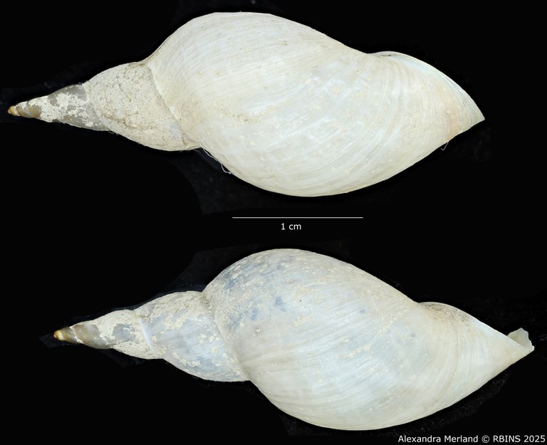 BE-RBINS-INV-MT-3771-Lymnaea-stagnalis-wasatchensis-pt-L2.jpg
