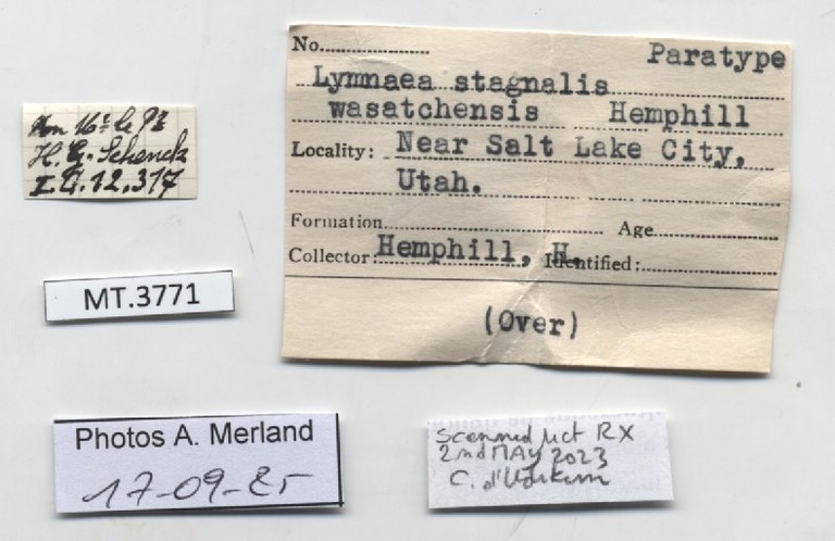 BE-RBINS-INV-MT-3771-Lymnaea-stagnalis-wasatchensis-pt-label.jpg