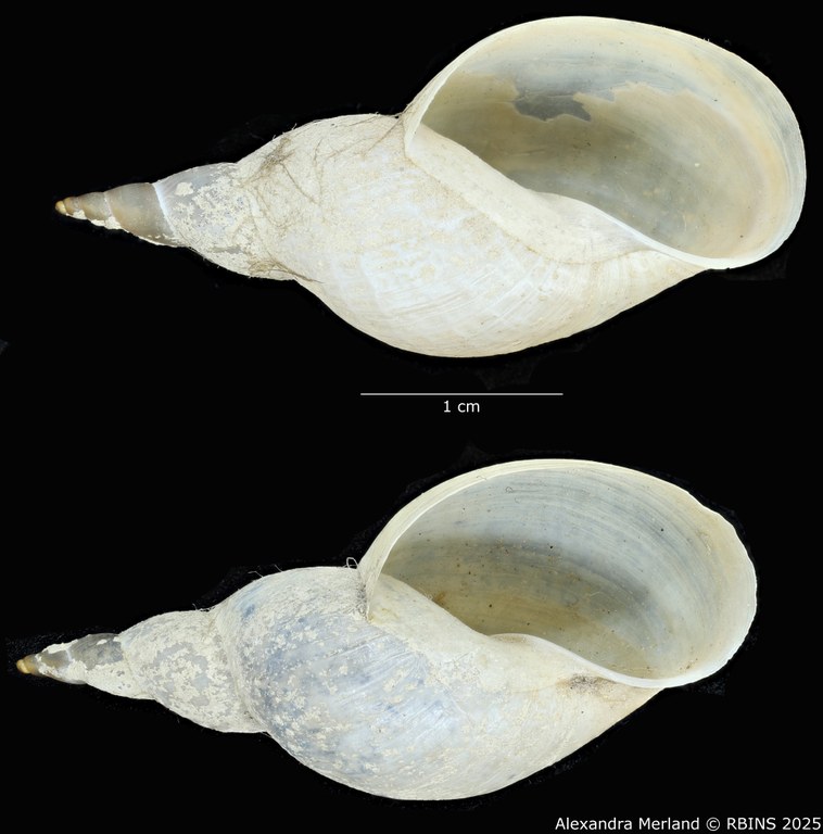 BE-RBINS-INV-MT-3771-Lymnaea-stagnalis-wasatchensis-pt-V.jpg