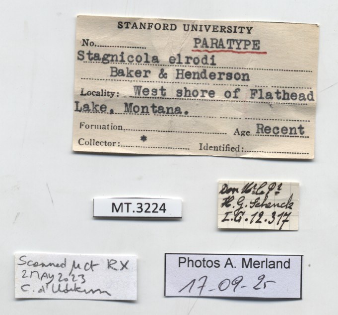 BE-RBINS-INV-MT-3224-Stagnicola-elrodi-pt-label.jpg