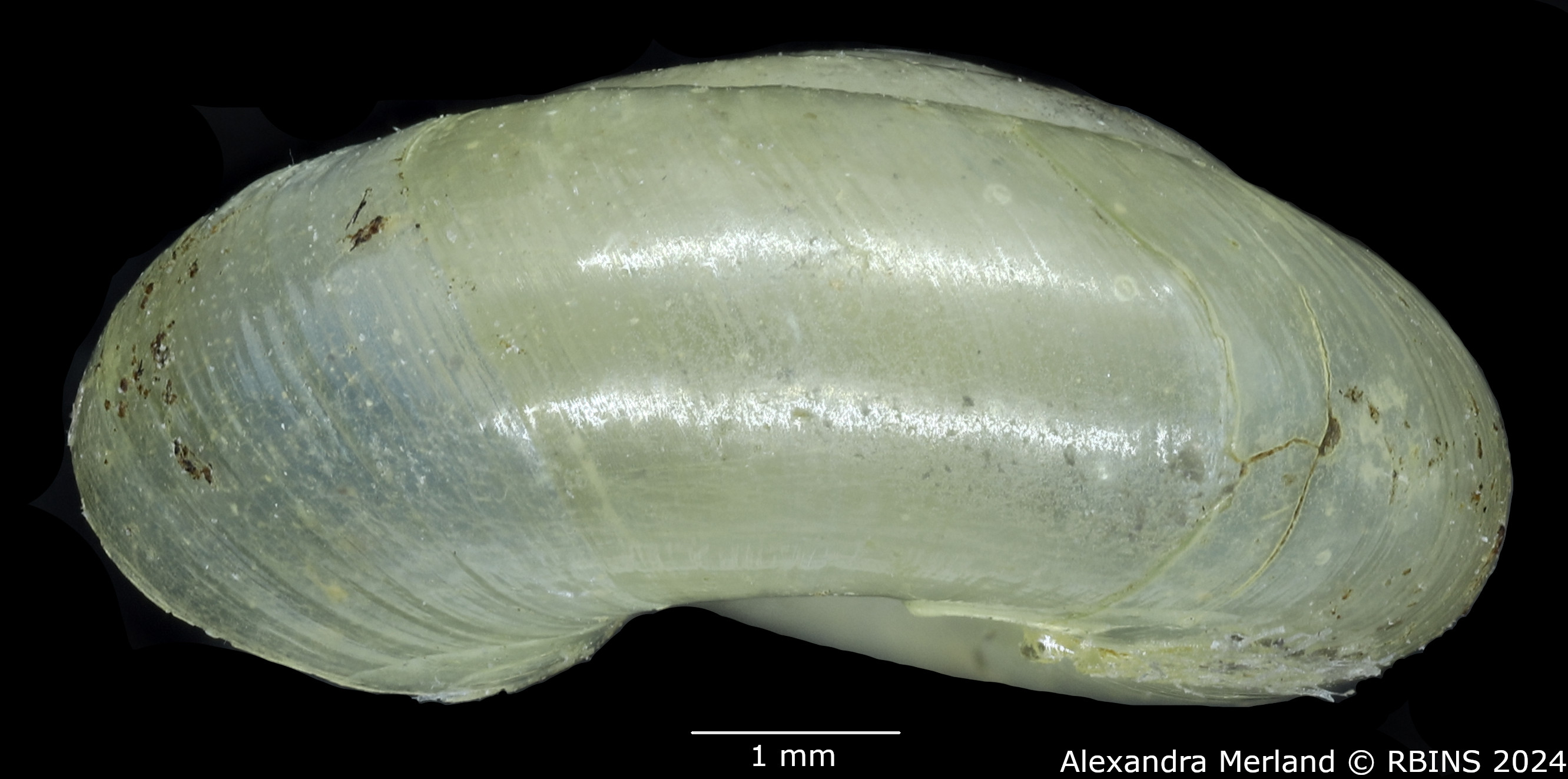 BE-RBINS-INV-MT-3110-Macrocycli-contempta-st-L2.jpg