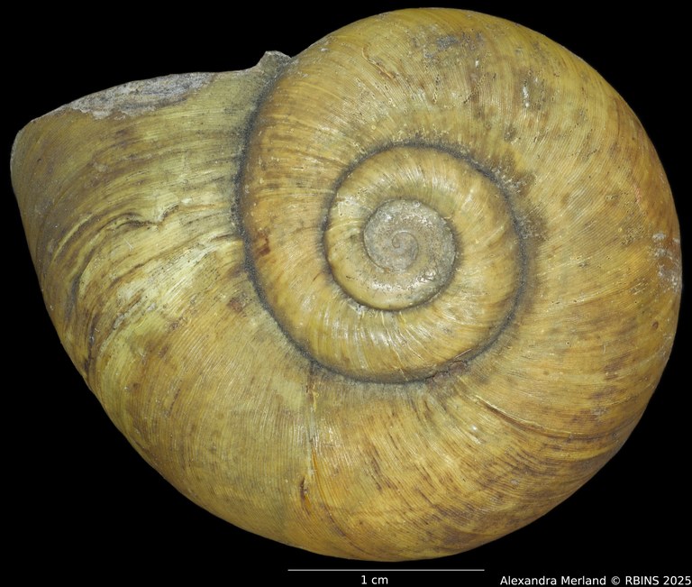 BE-RBINS-INV-INV-92603-Macrocyclis-peruviana-nt-D.jpg BE-RBINS-INV-INV-92603-Macrocyclis-peruviana-nt-D.jpg