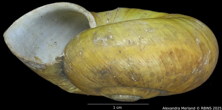 BE-RBINS-INV-INV-92603-Macrocyclis-peruviana-nt-L.jpg BE-RBINS-INV-INV-92603-Macrocyclis-peruviana-nt-L.jpg