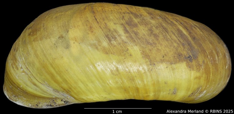 BE-RBINS-INV-INV-92603-Macrocyclis-peruviana-nt-L2.jpg BE-RBINS-INV-INV-92603-Macrocyclis-peruviana-nt-L2.jpg