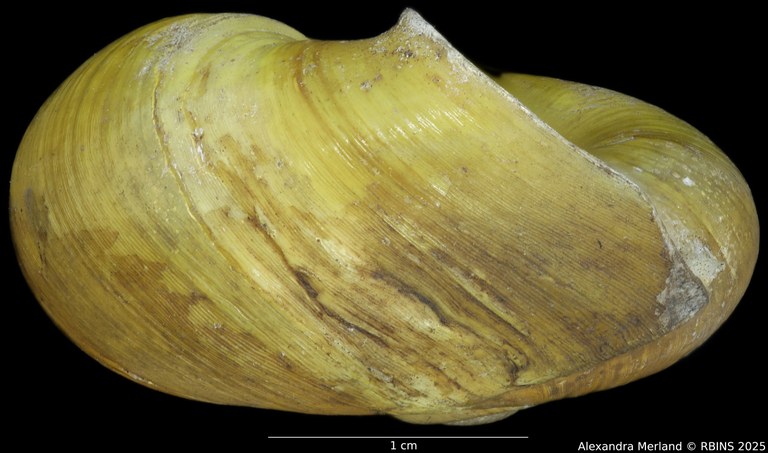 BE-RBINS-INV-INV-92603-Macrocyclis-peruviana-nt-L3.jpg BE-RBINS-INV-INV-92603-Macrocyclis-peruviana-nt-L3.jpg