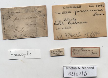 BE-RBINS-INV-INV-92603-Macrocyclis-peruviana-nt-label.jpg BE-RBINS-INV-INV-92603-Macrocyclis-peruviana-nt-label.jpg