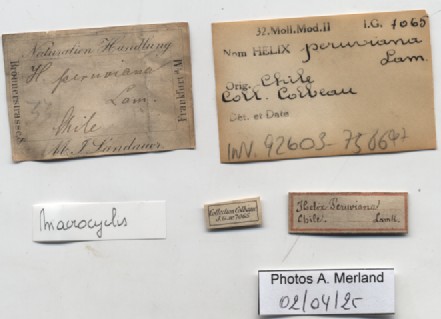 BE-RBINS-INV-INV-92603-Macrocyclis-peruviana-nt-label.jpg