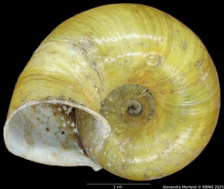 BE-RBINS-INV-INV-92603-Macrocyclis-peruviana-nt-V.jpg BE-RBINS-INV-INV-92603-Macrocyclis-peruviana-nt-V.jpg