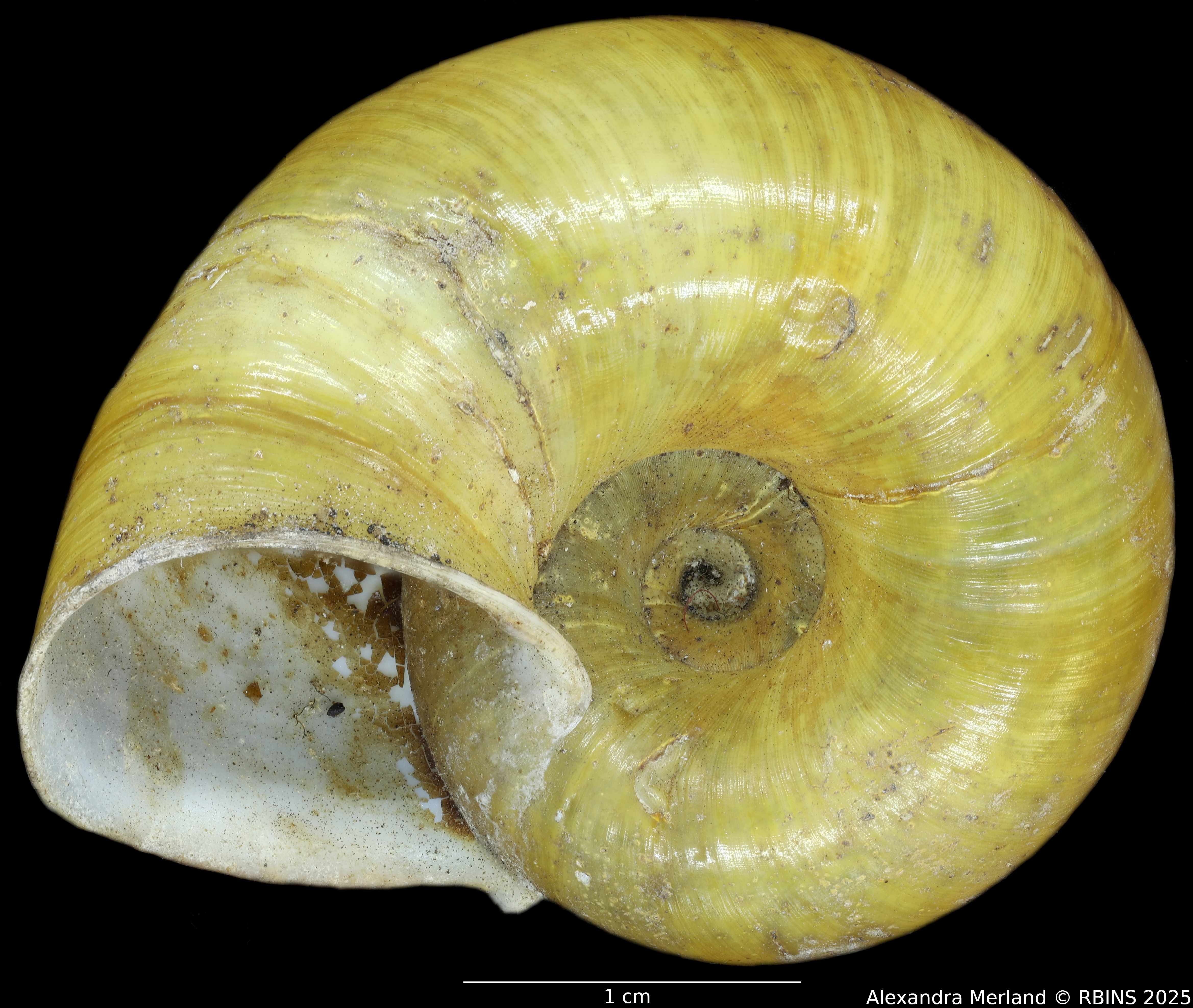 BE-RBINS-INV-INV-92603-Macrocyclis-peruviana-nt-V.jpg