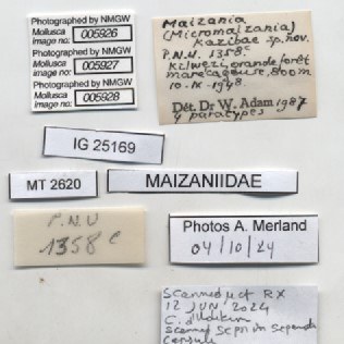 BE-RBINS-INV-MT-2620-Maizania-(Micromaizania)-kazibae-pt-label.jpg