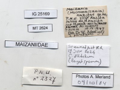 BE-RBINS-INV-MT-2624-Maizania-(Micromaizania)-kazibae-pt-label.jpg