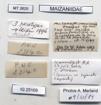 BE-RBINS-INV-MT-2625-Maizania-(Micromaizania)-kazibae-pt-label.jpg