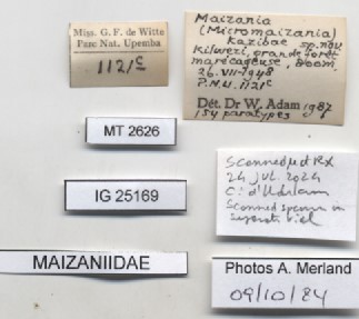 BE-RBINS-INV-MT-2626-Maizania-(Micromaizania)-kazibae-pt-label.jpg