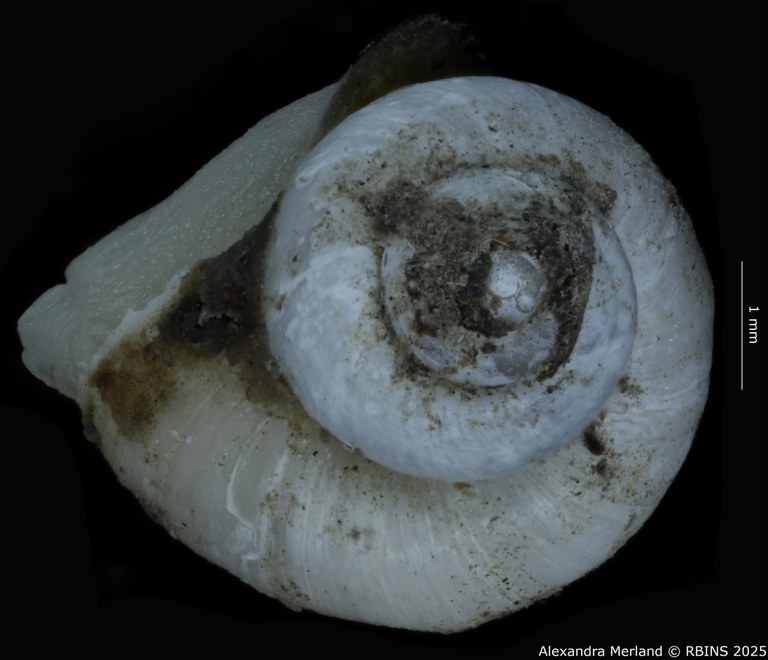 BE-RBINS-INV-MT-4168-Maizania-(Micromaizania)-kazibae-pt-D.jpg BE-RBINS-INV-MT-4168-Maizania-(Micromaizania)-kazibae-pt-D.jpg