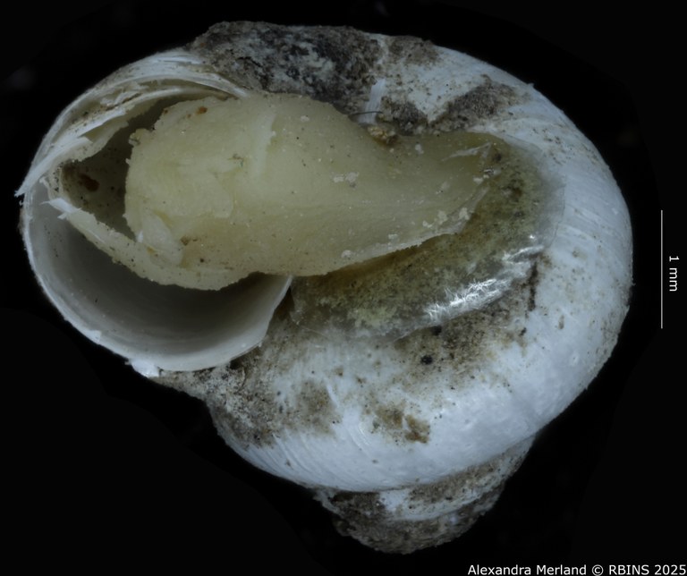 BE-RBINS-INV-MT-4168-Maizania-(Micromaizania)-kazibae-pt-L.jpg BE-RBINS-INV-MT-4168-Maizania-(Micromaizania)-kazibae-pt-L.jpg