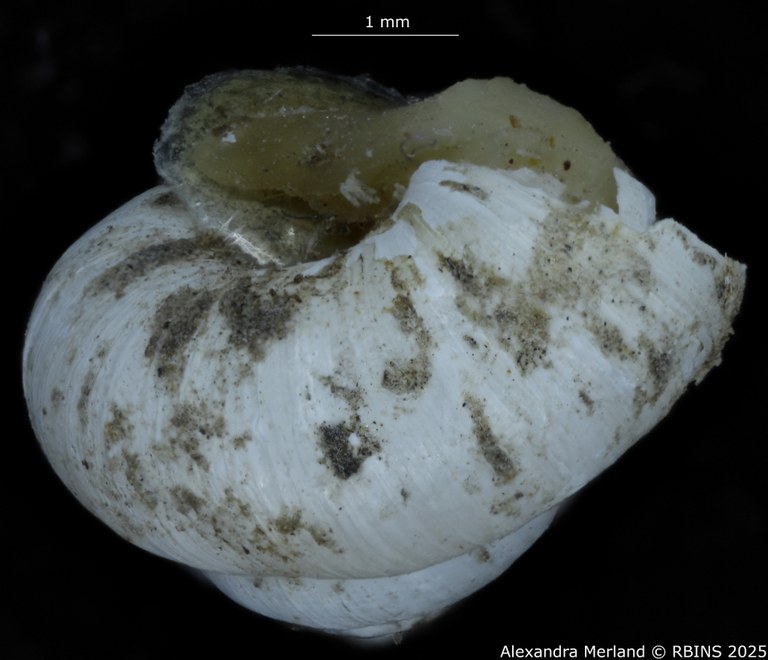 BE-RBINS-INV-MT-4168-Maizania-(Micromaizania)-kazibae-pt-L2.jpg BE-RBINS-INV-MT-4168-Maizania-(Micromaizania)-kazibae-pt-L2.jpg