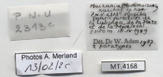 BE-RBINS-INV-MT-4168-Maizania-(Micromaizania)-kazibae-pt-label.jpg BE-RBINS-INV-MT-4168-Maizania-(Micromaizania)-kazibae-pt-label.jpg