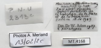 BE-RBINS-INV-MT-4168-Maizania-(Micromaizania)-kazibae-pt-label.jpg