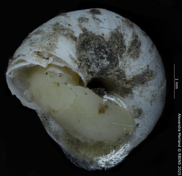BE-RBINS-INV-MT-4168-Maizania-(Micromaizania)-kazibae-pt-V.jpg BE-RBINS-INV-MT-4168-Maizania-(Micromaizania)-kazibae-pt-V.jpg
