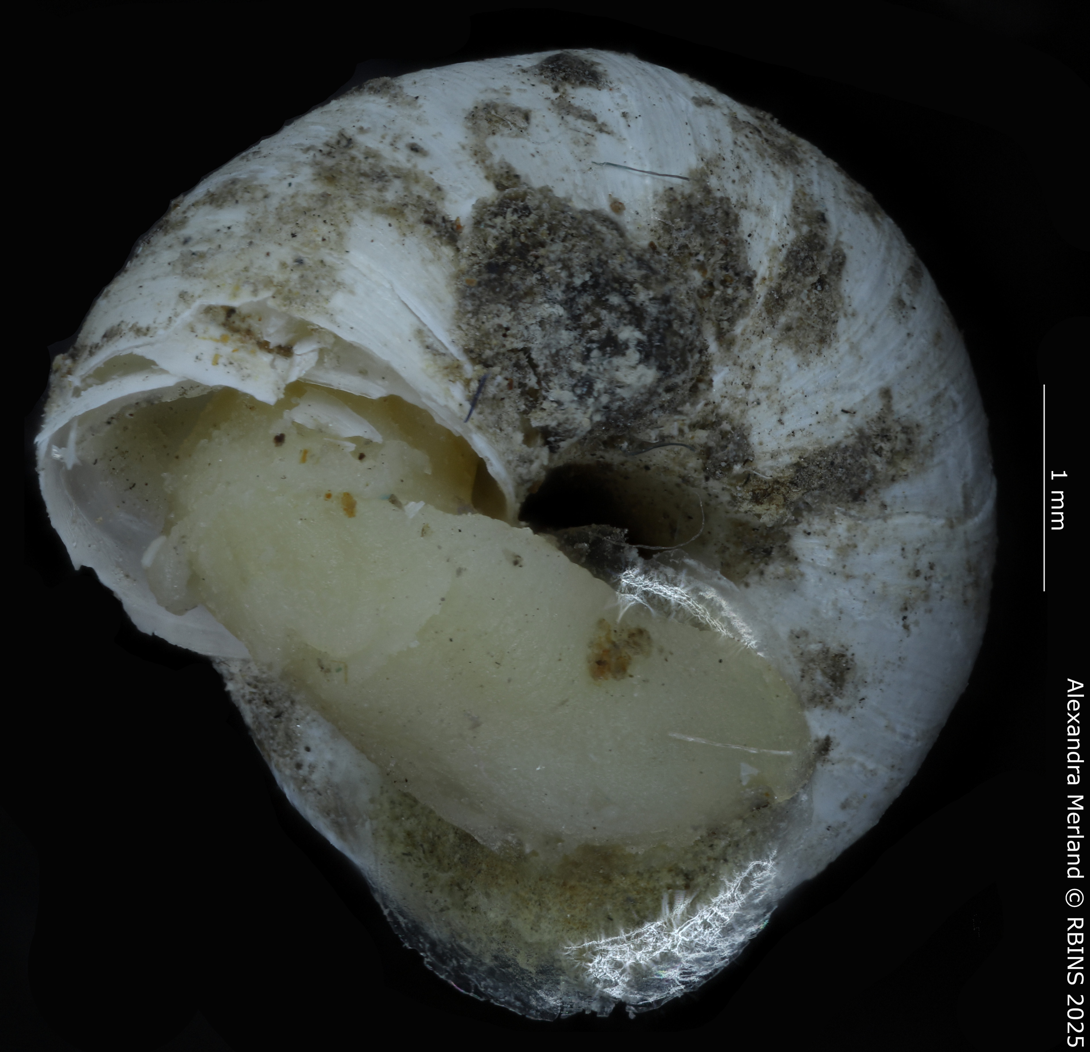 BE-RBINS-INV-MT-4168-Maizania-(Micromaizania)-kazibae-pt-V.jpg